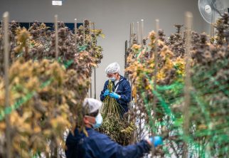 cannabis wastewater disposal