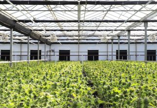 Which waste management firms specialize in cannabis waste management for cultivation facilities in Bangor, Maine?